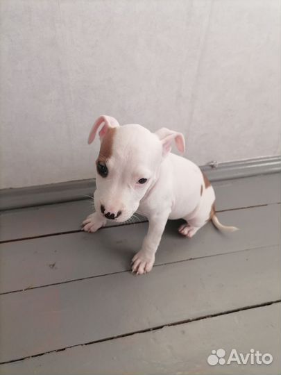 Амстафф щенок