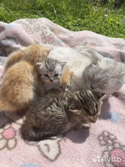 Котята от шиншиллы