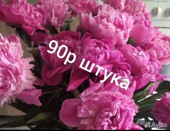 Пионы цветы