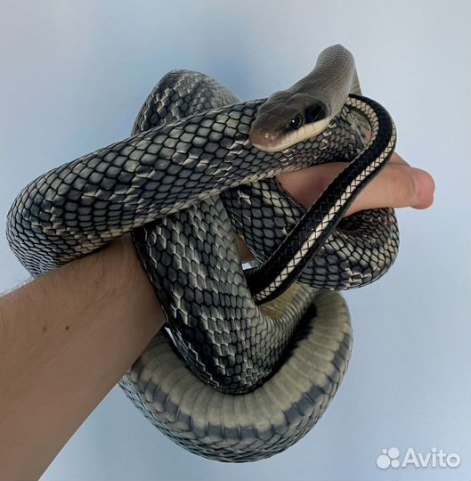 Тонкохвостый полоз Blue Beauty