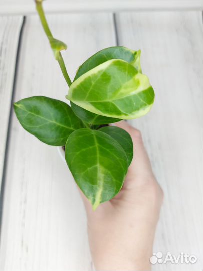 Хойи пахиклада альбомаргината, кенеджиана вар