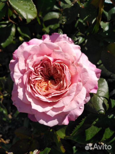 Саженец розы