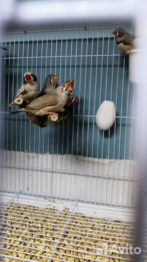 Амадины зебровые