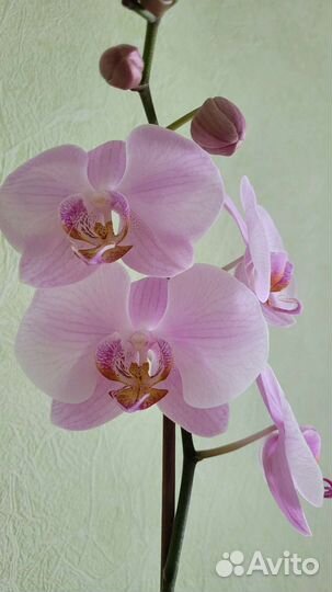 Орхидея фаленопсис 1 цветонос