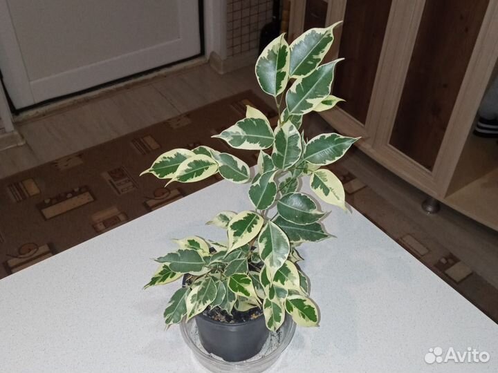 Фикус Бенджамина