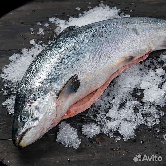 Семга свежемороженая