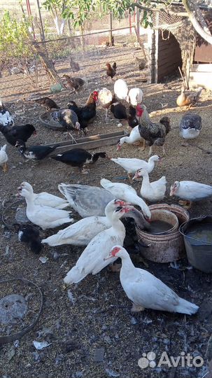 Гуси, утки, индоутки