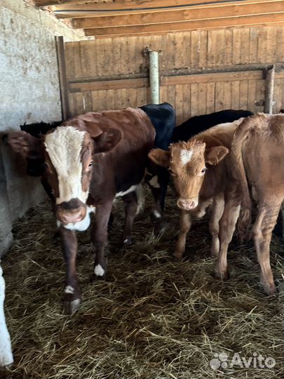 Бычки и телки