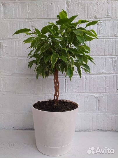 Фикус бенджамина плетеный