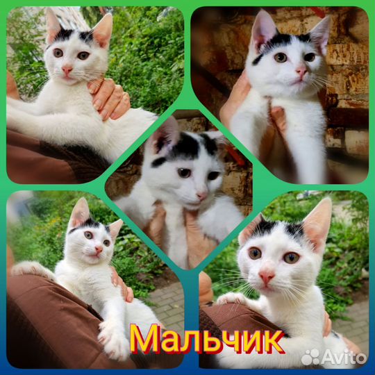 Кошки в добрые руки бесплатно