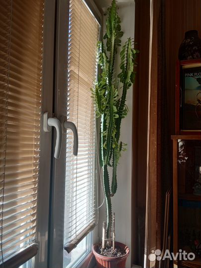 Молочай трехгранный (эуфорбия тригона)