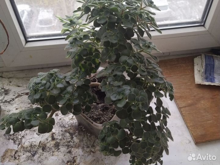 Аихризон