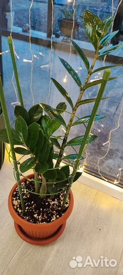 Замиокулькас