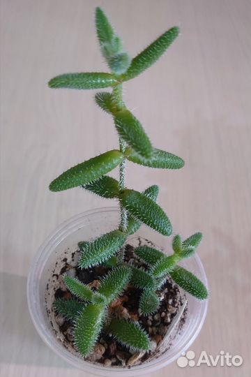 Суккуленты