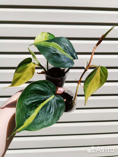 Ампельные (ползучие) растения