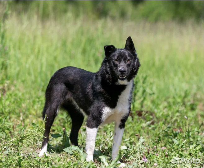 Чудесная улыбака в добрые руки