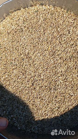 Канареечник