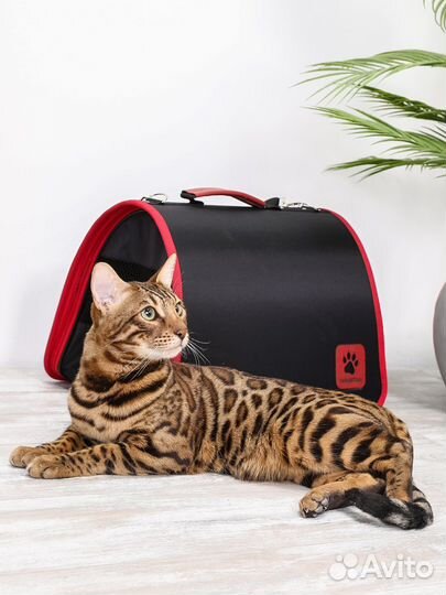 Аренда бенгальского кота для сьемки