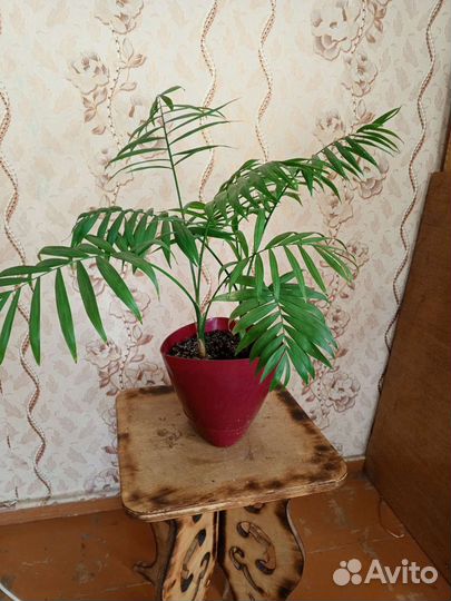 Драцена, филодендрон Биркин