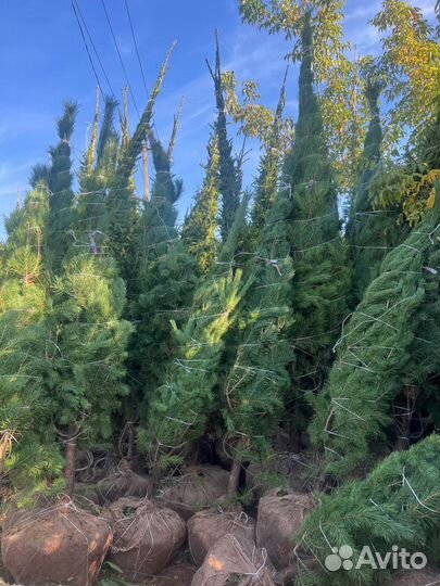 Сосна 3 метра