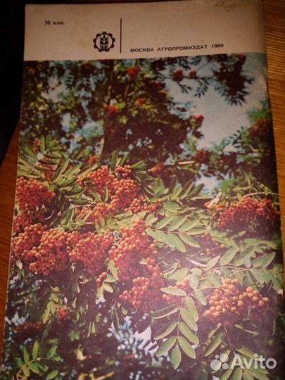 Курьянов М.А.Рябина садовая