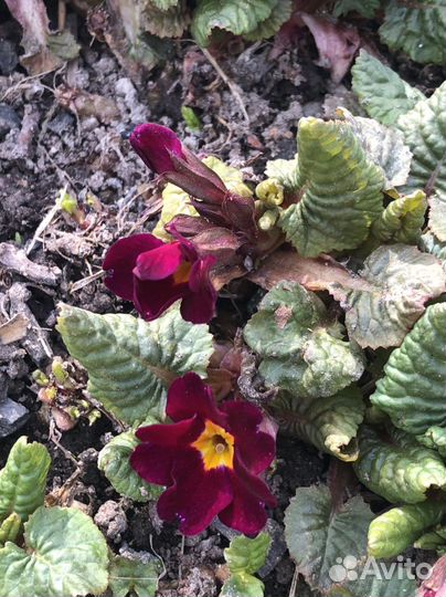 Цветы примулы