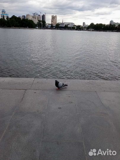 Наборщик текста удаленно