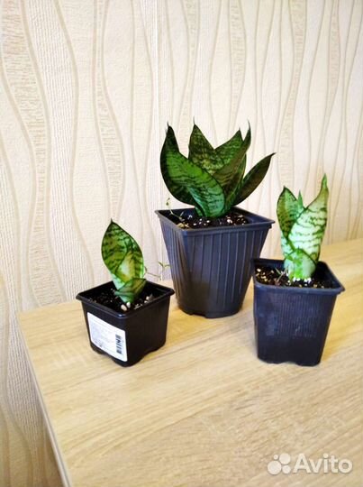 Сансевиерия сингониум моранта