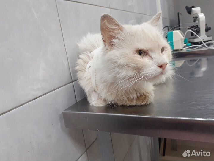 Котик ждёт чуда