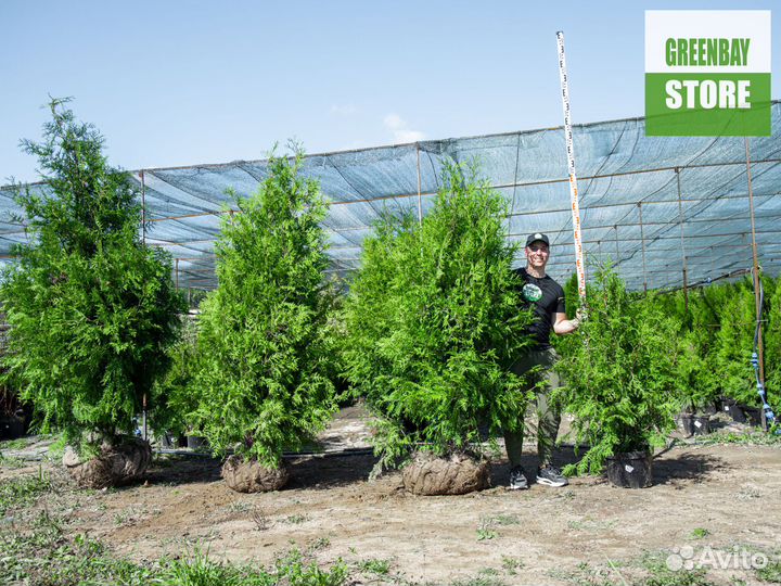 Туи брабант 140 см свежая копка 2023