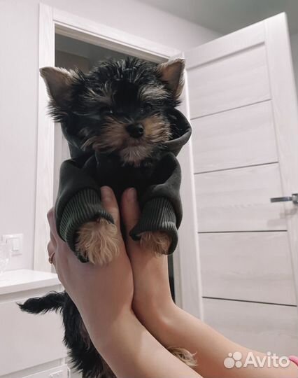 Одежда для собак мелких пород