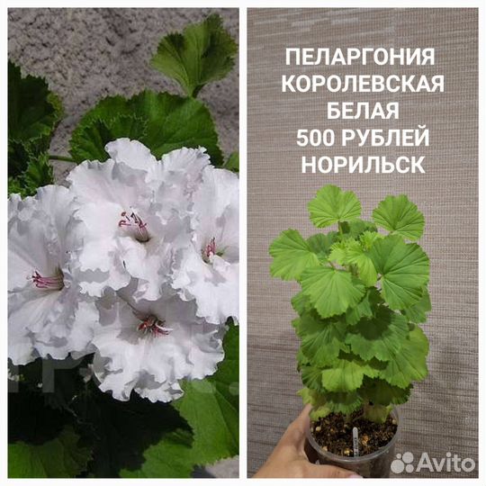 Пеларгония герань сортовая