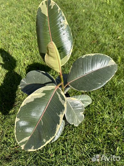 Фикусы монстеры пеперомии