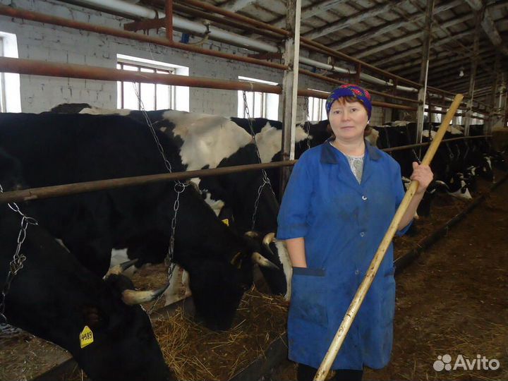 Разнорабочий на ферму д.Рядовка