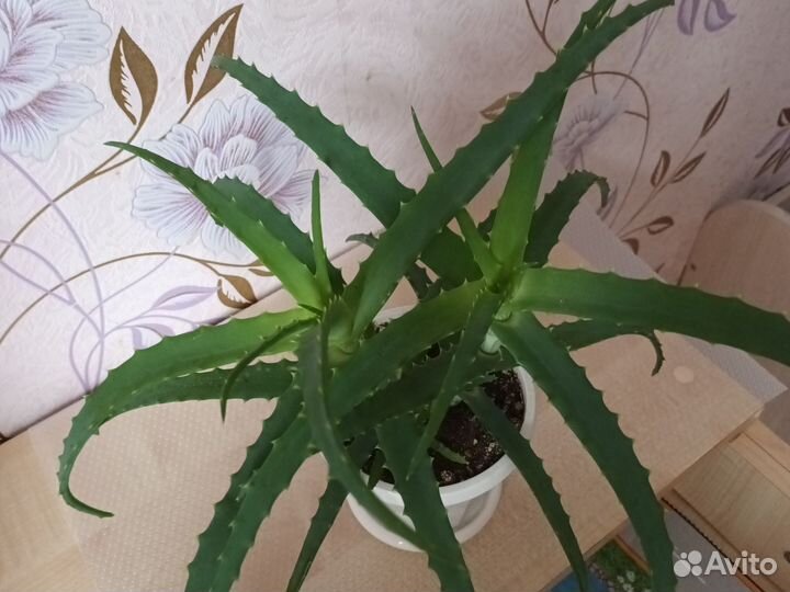 Алоэ молодой куст