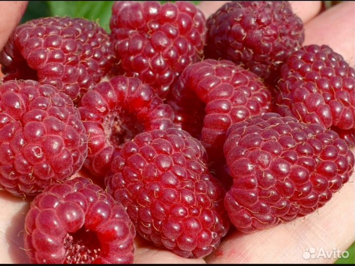 Ремонтантная малина кусты