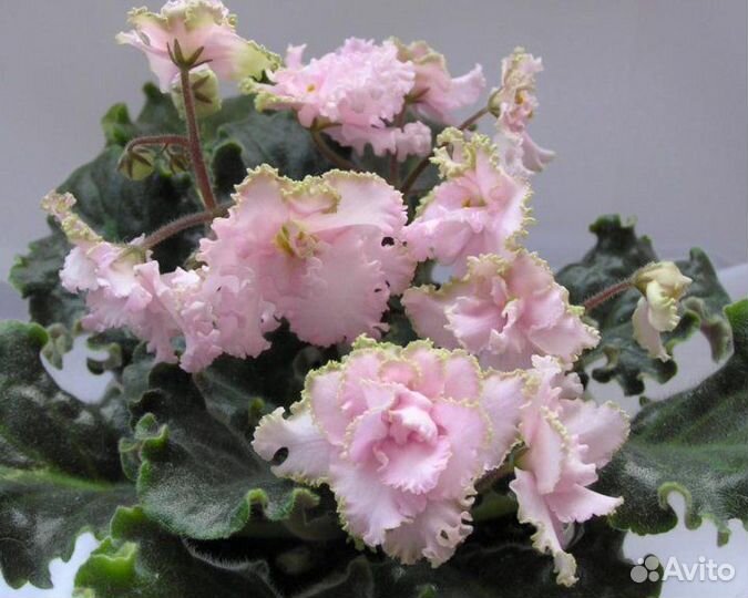 Детки сортовых фиалок