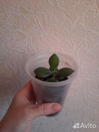 Денежное дерево толстянка