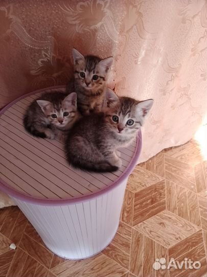 Котята