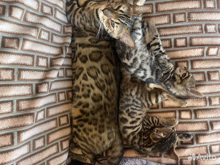 Бенгальский котёнок девочка