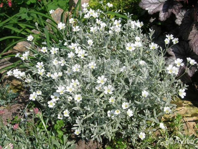 Ясколка войлочная серебристая