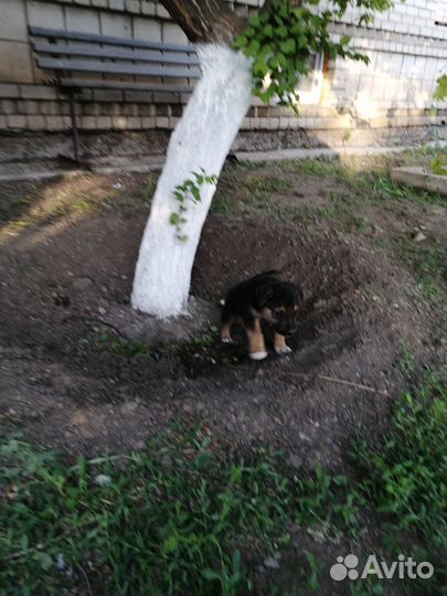 Собака в добрые руки отдам бесплатно