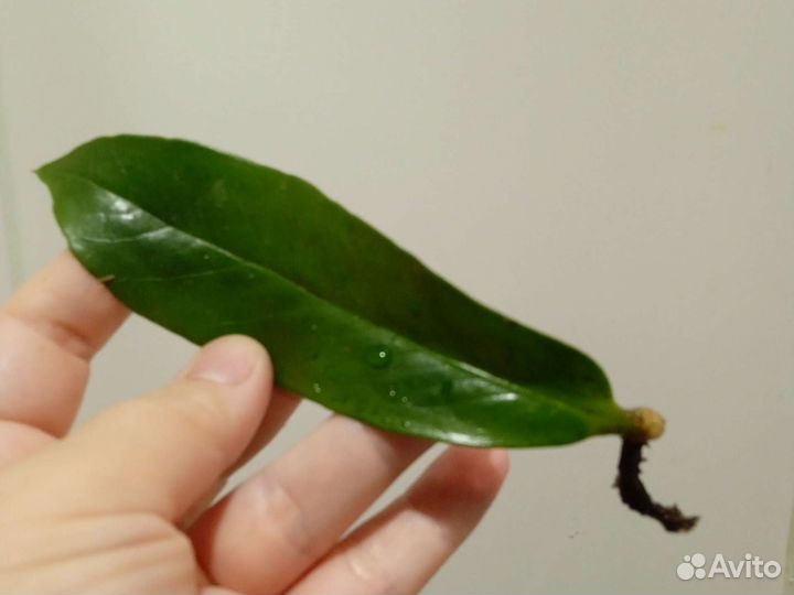 Замиокулькас Аллигатор