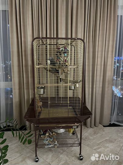 Большой говорящий попугай