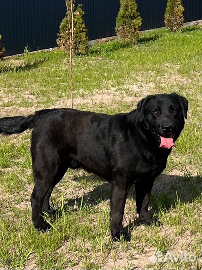 Лабрадор на вязку