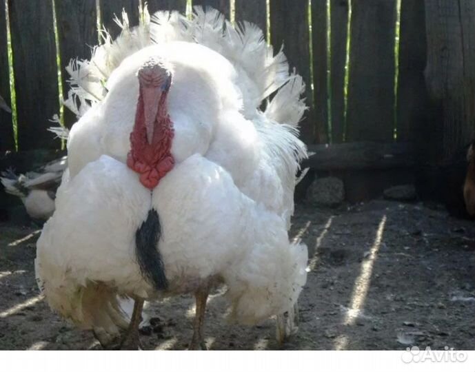 Индюки биг 6