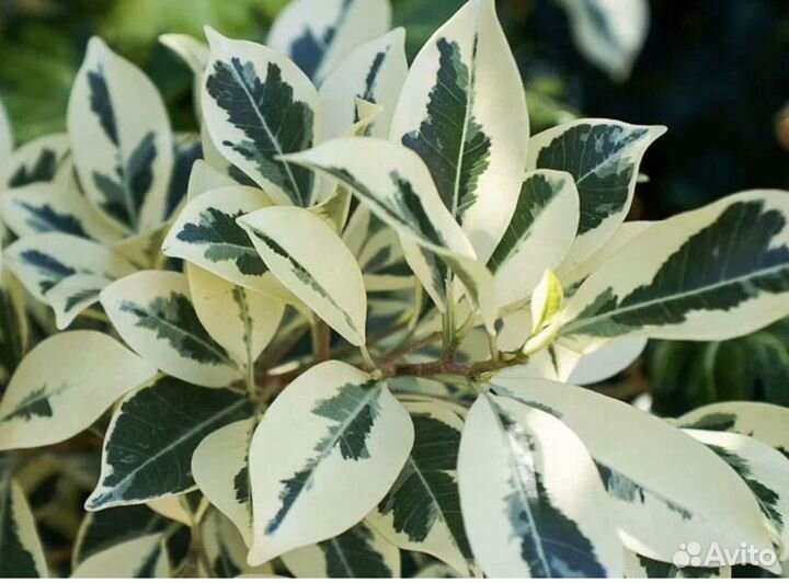 Фикус Твилайт