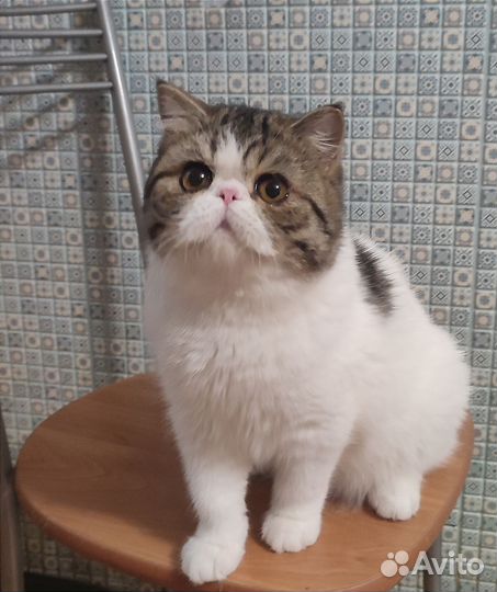 Красавчик Цезарь