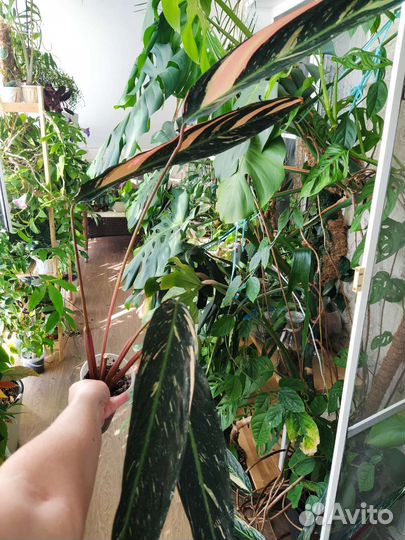 Строманта триколор