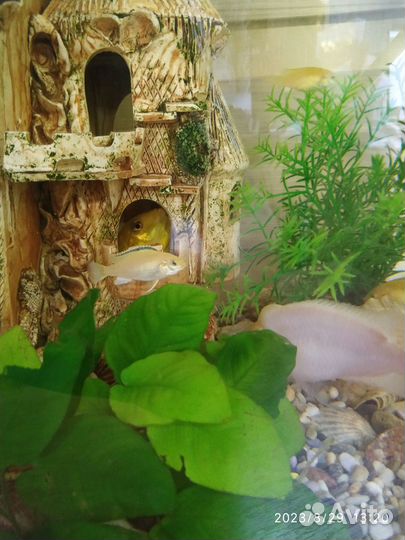 Лабидохромис Еллоу